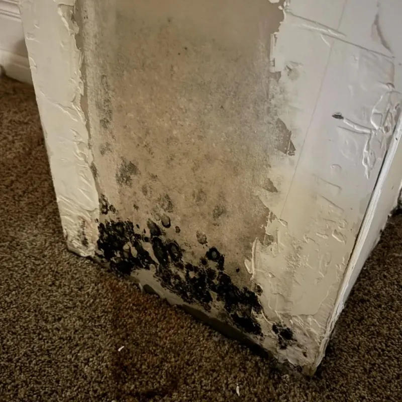 Professional Mold Removal in Hoxie, KS